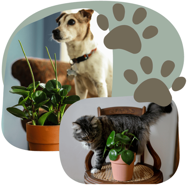 Website_Graphic__Pet-Friendly_SQ Website_Graphic__Pet-Friendly_SQ