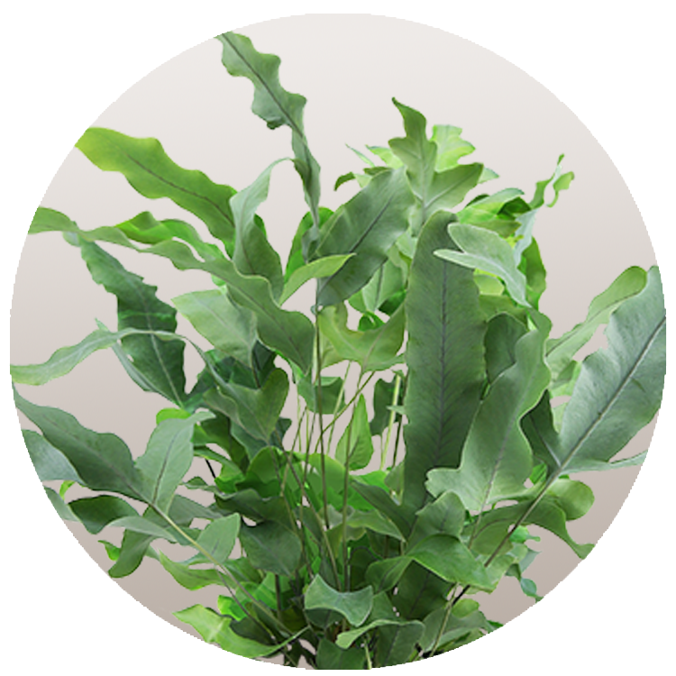 Blue Star Fern Thumbnail