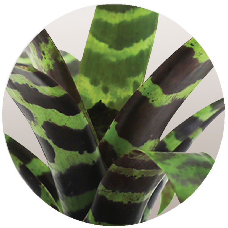WI_Thumbnails_Bromeliad-Splenriet
