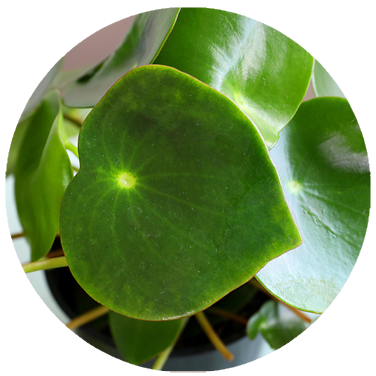 WI_Thumbnails_Peperomia-Raindrop