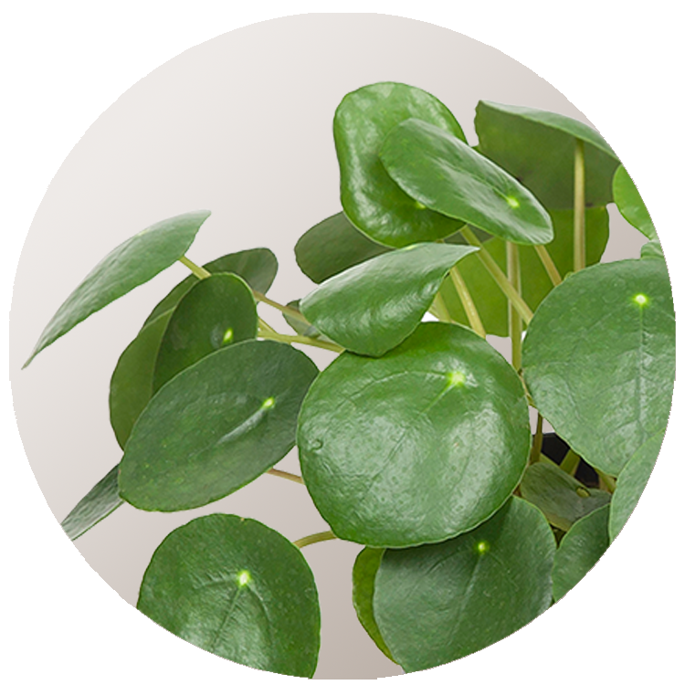 WI_Thumbnails_Pilea-Peperomoides