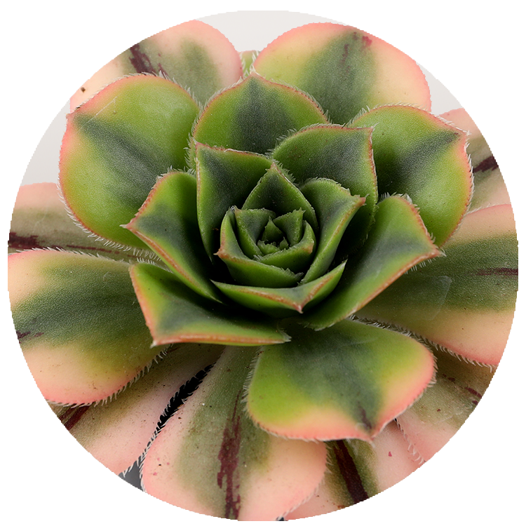 WI_Thumbnails_Succulents_Aeonium_Davidbramwellii_Sunburst