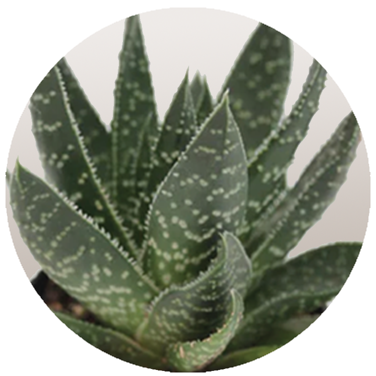 WI_Thumbnails_Succulents_Gasteria-Royal-Wolfgang