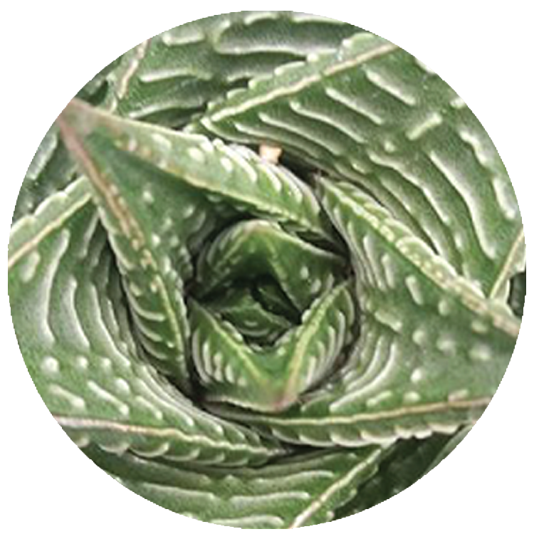 WI_Thumbnails_Succulents_Haworthia-Limifolia-Twister
