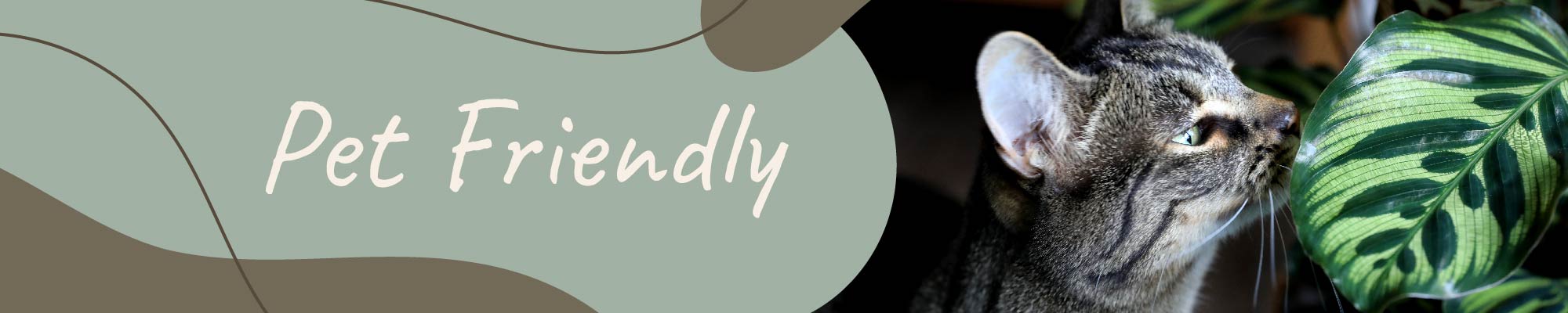 Website_Graphic_Pet Friendly Header 2000x400 Website_Graphic_Pet Friendly Header 2000x400