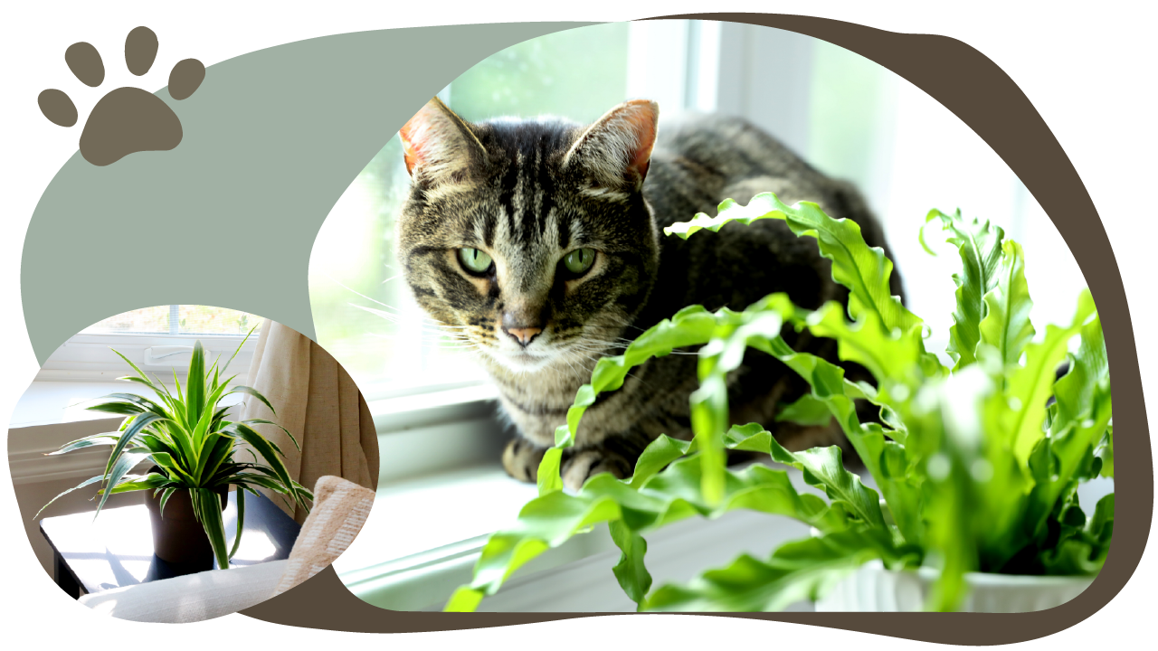 Website_Graphic_Pet-Friendly_R Website_Graphic_Pet-Friendly_R